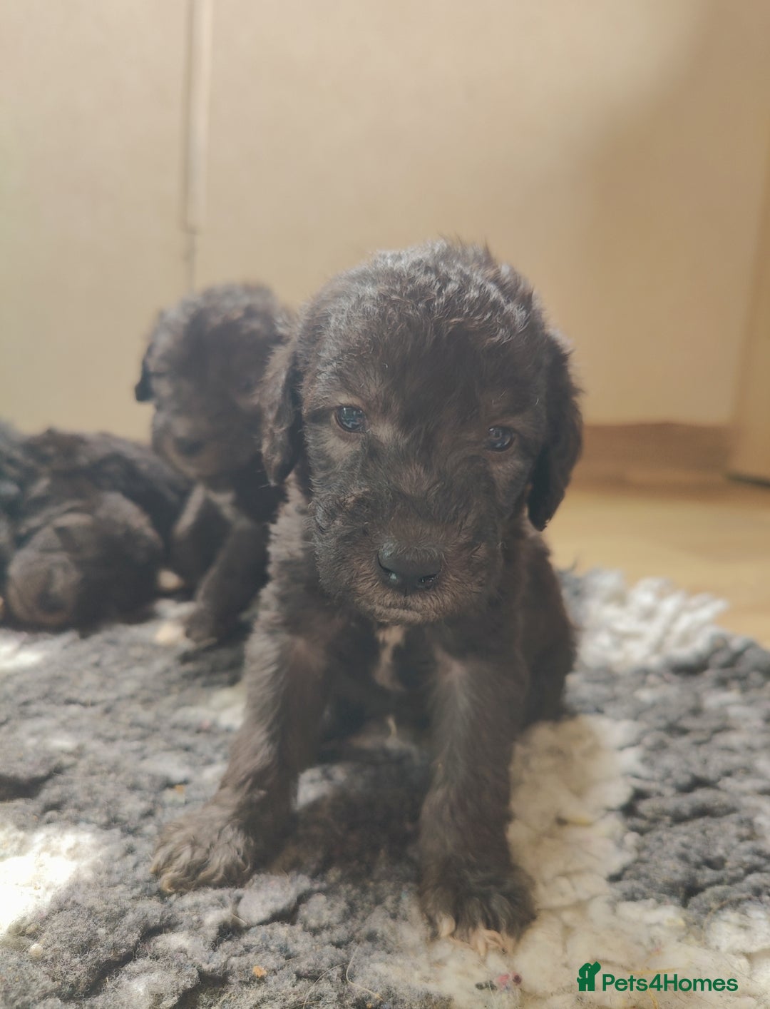 Bedlington Terrier dogs for sale: Champion Sired KC Reg Bedlington Terrier Puppies  - Advert 24