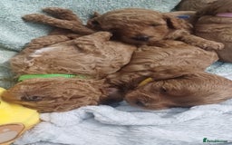 Cockapoo dogs for sale: Beautiful cockapoo puppies  - Image 1