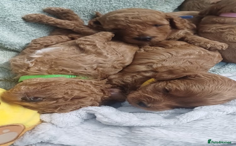 Cockapoo dogs - Advert 13