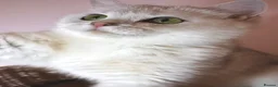 British Shorthair cats for sale:  Pedigree British shorthair with tica registered  - Advert 6