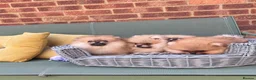 Pomeranian dogs for sale: 🔥Teddy🐻Small🏆Quality  - Advert 6