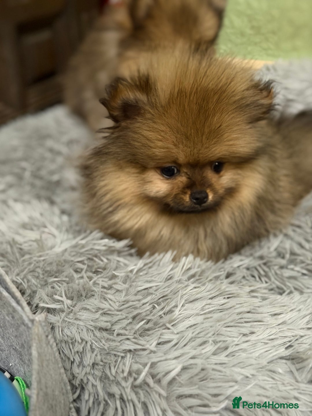 Pomeranian dogs for sale: ***Exquisite Kc reg Pomeranian Puppies *** - Advert 1