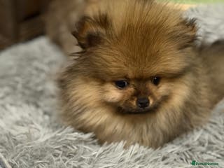 Pomeranian dogs ***Exquisite Kc reg Pomeranian Puppies *** - Advert 1