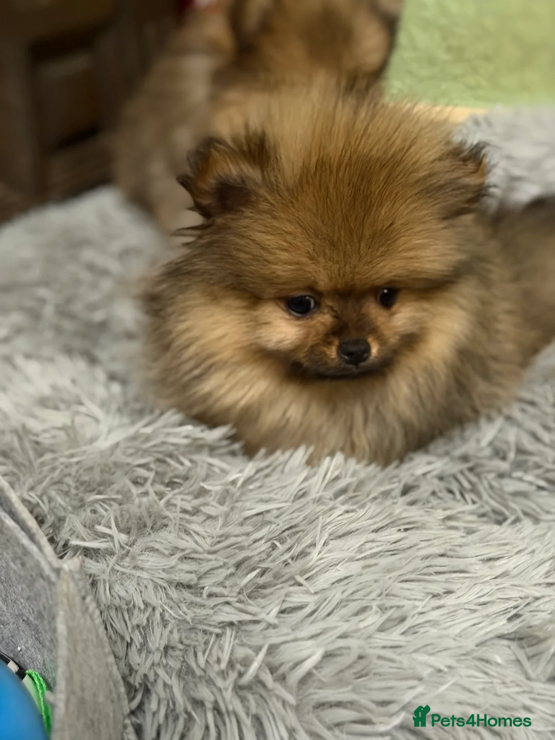 Pomeranian dogs for sale: ***Exquisite Kc reg Pomeranian Puppies *** - Advert 1