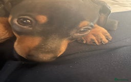 Miniature Dachshund dogs for sale: Gorgeous mini dachshunds ready to leave now - Image 12
