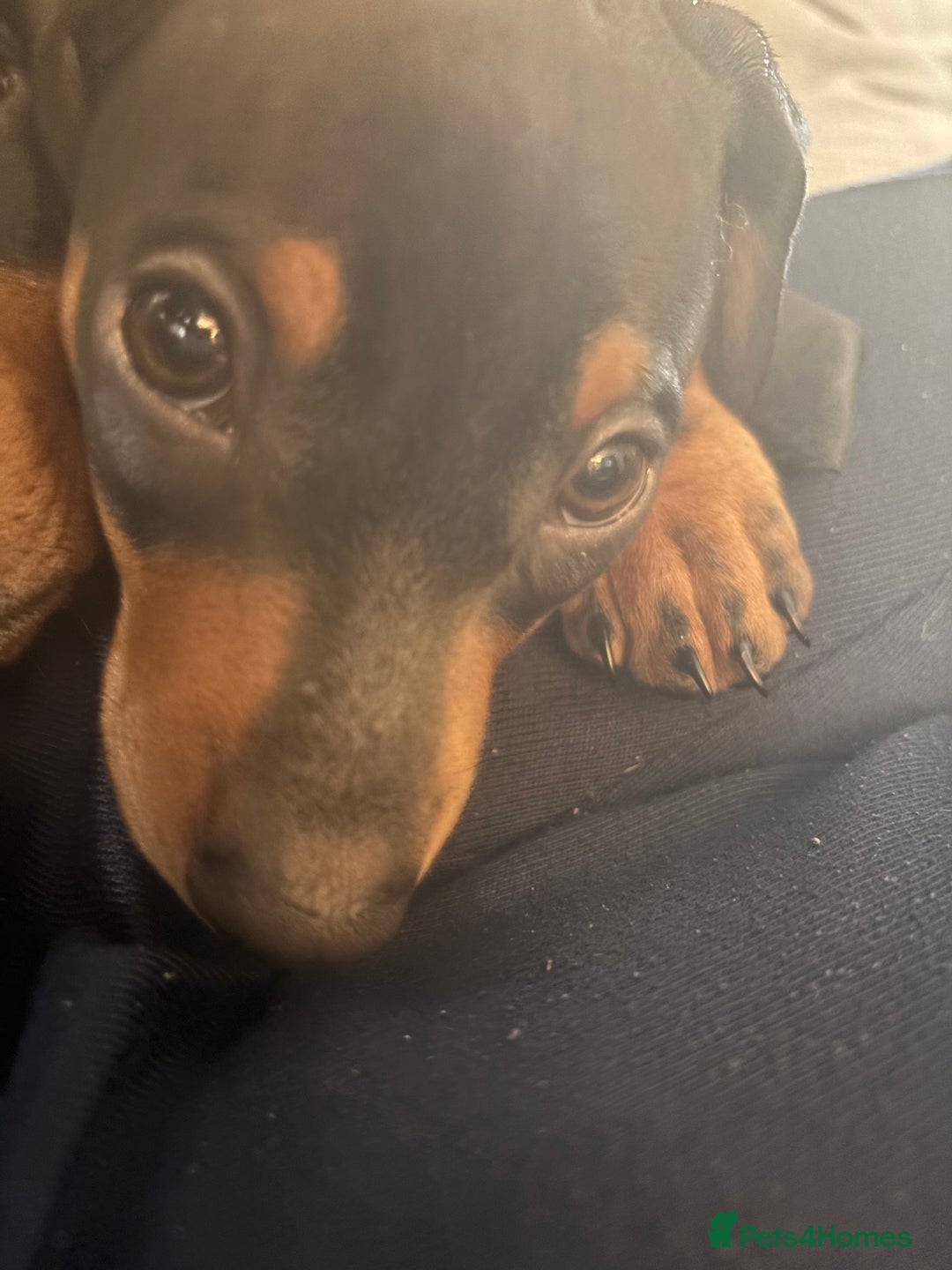 Miniature Dachshund dogs for sale: Gorgeous mini dachshunds ready to leave now - Image 12
