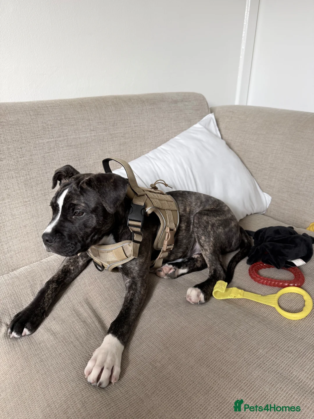 Staffordshire Bull Terrier dogs for sale: Staffy pup  in Aberdeen - Advert 2