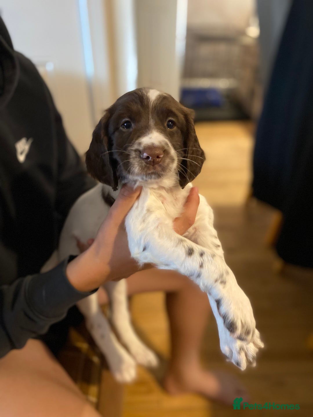English Springer Spaniel dogs for sale: Springerspaniel puppies🐶 - Image 4