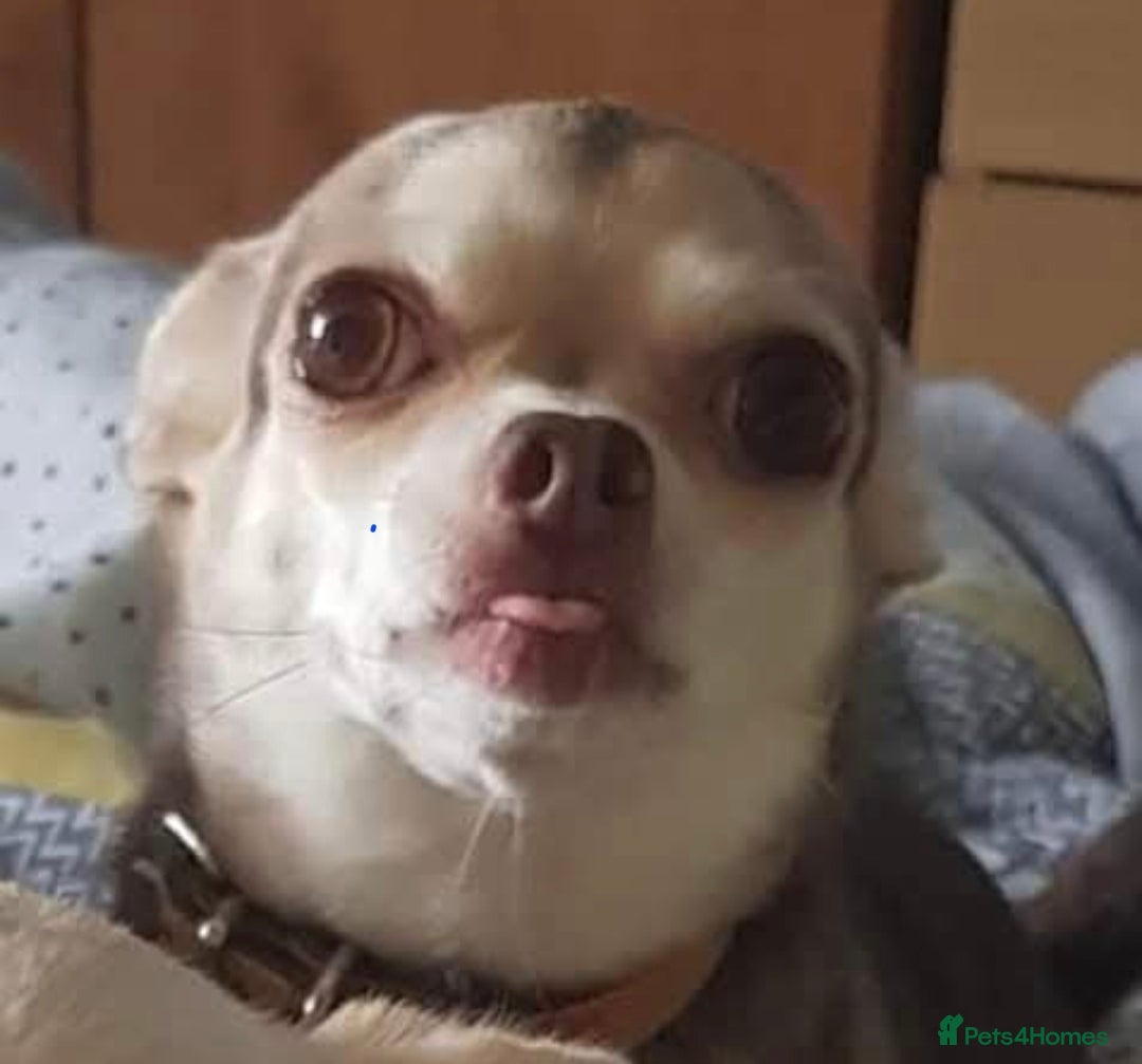 Chihuahua dogs for sale: Puppies  - Advert 6