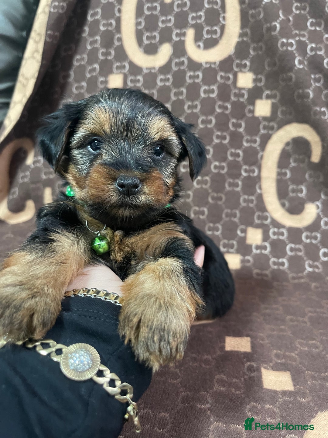 Yorkshire Terrier dogs for sale: Beautiful Yorkshire Terrier Puppies  - Advert 9