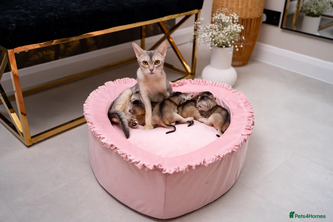 Abyssinian cats for sale: Exceptional Pedigree 6 Abyssinians-Super Friendly - Advert 18