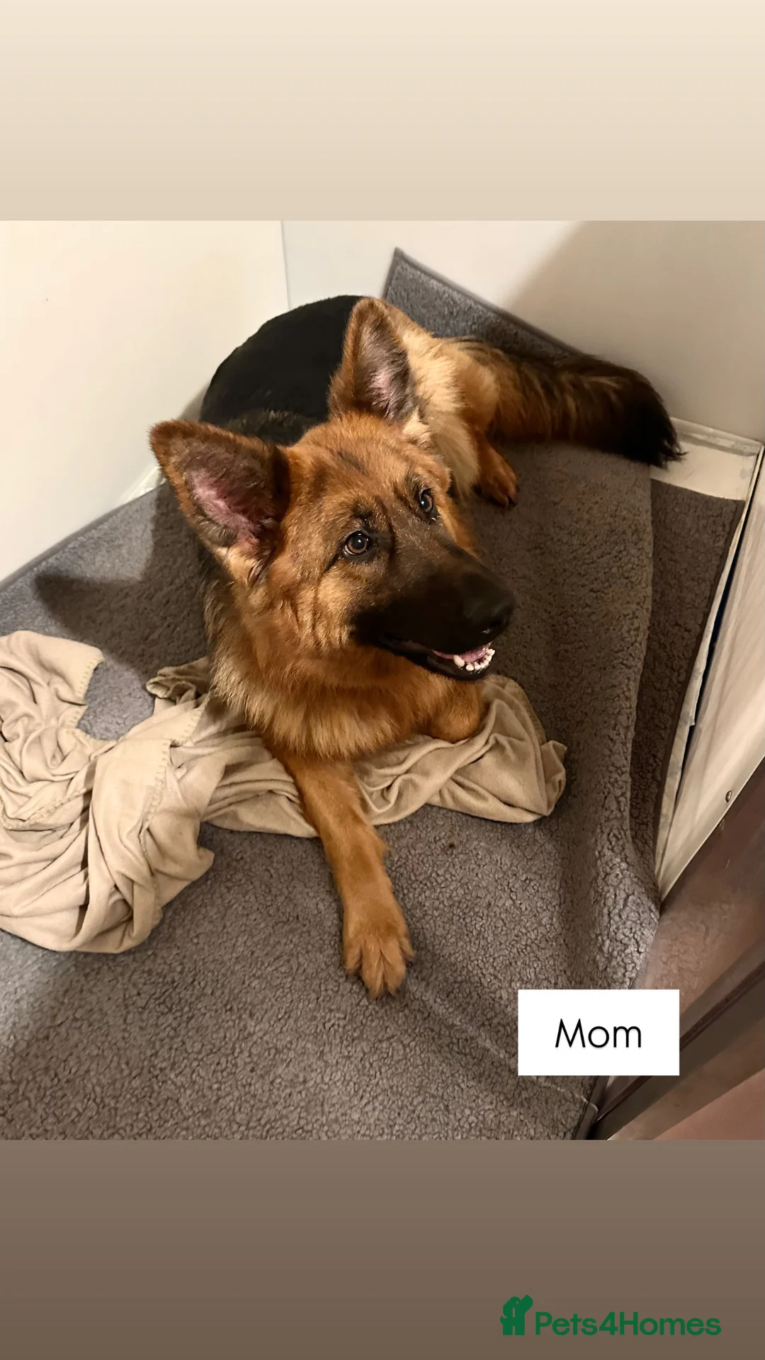 German Shepherd dogs for sale: WAITING LIST 2026 BIG BONDED, LONG HAIRED PUPPYS  - Advert 5