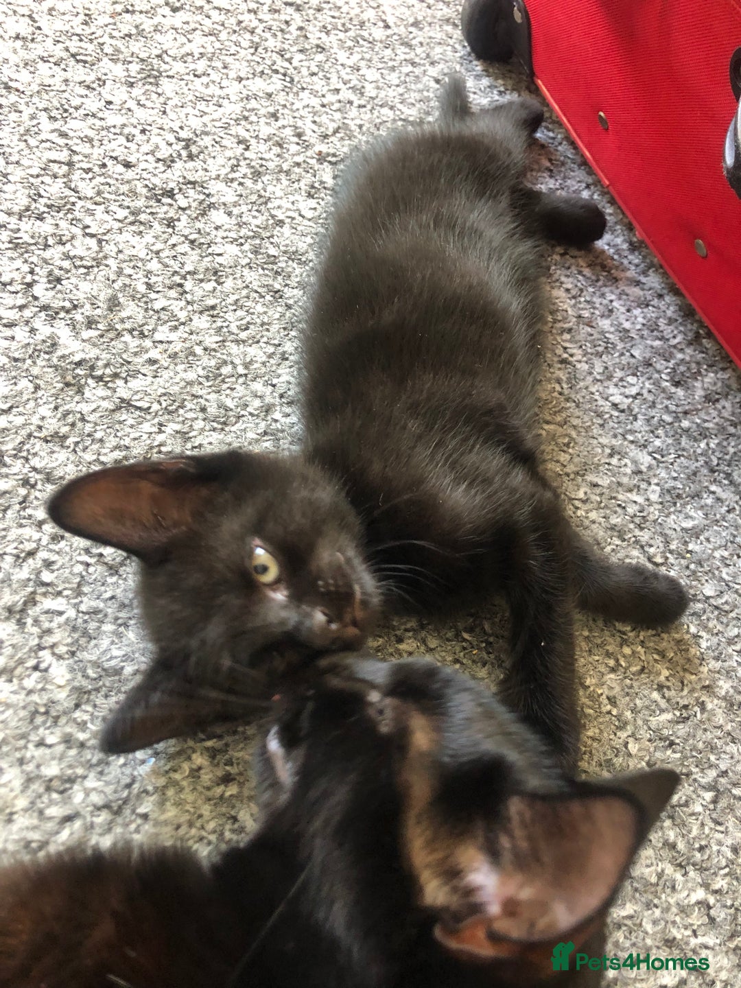 British Shorthair cats for sale: 🐾 A Rare Band of Ghost Tabby Kittens 🐾 - Image 15