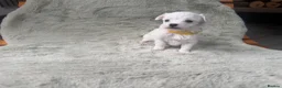 Maltipoo dogs for sale: 🐾✨ ADORABLE MALTIPOO PUPPIES 🐾✨ - Advert 14