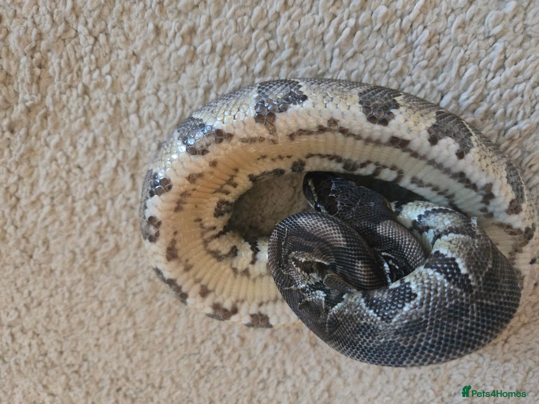 Python Snake reptiles for sale: Royal Ball Python - Image 2