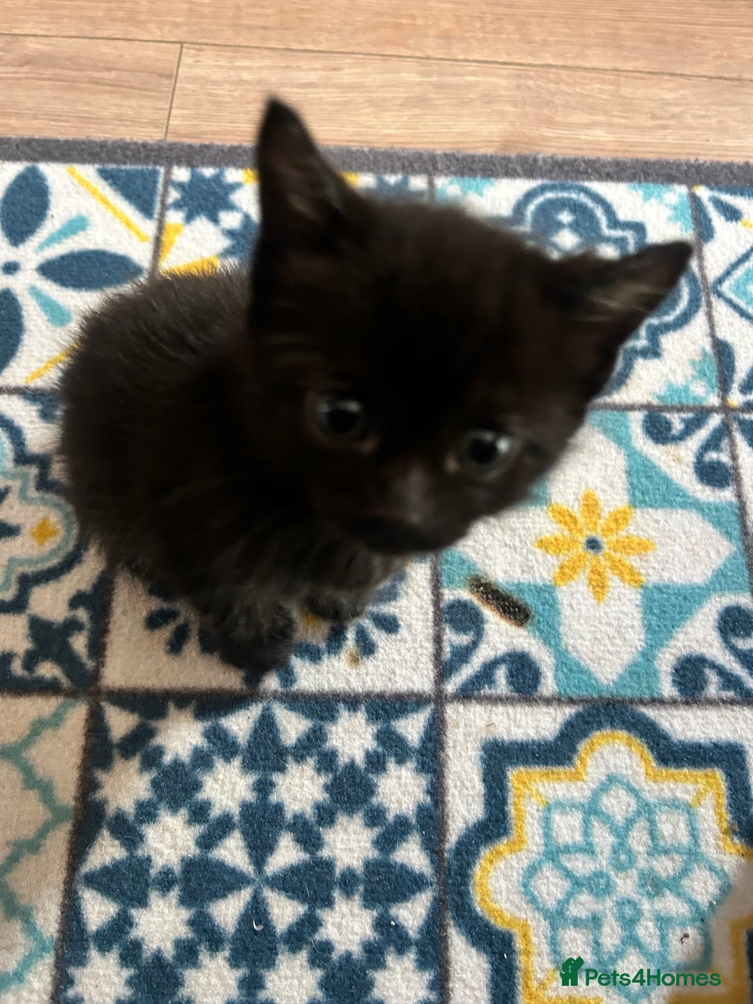 Mixed Breed cats for sale: Ragdoll x breed - Image 9