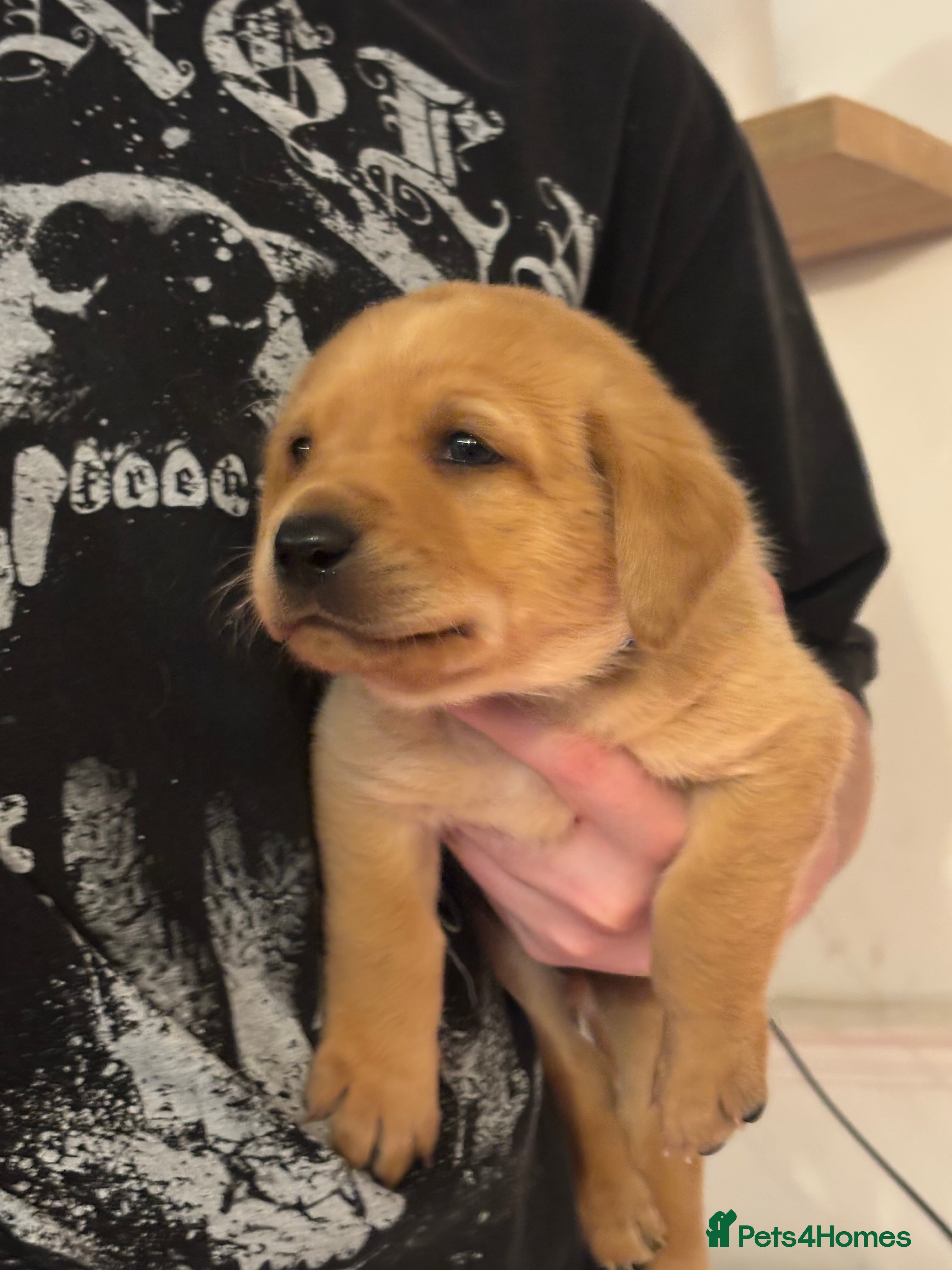 Labrador Retriever dogs Extensively Health tested Red fox Labradors 🧡 - Advert 16