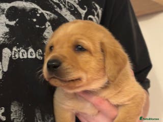 Labrador Retriever dogs Extensively Health tested Red fox Labradors 🧡 - Advert 18