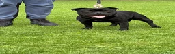 Staffordshire Bull Terrier dogs for sale: Staffordshire bull terrier pups KC registered - Advert 15