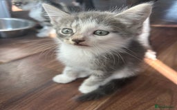 Mixed Breed cats for sale: Kittens for sale - Image 5