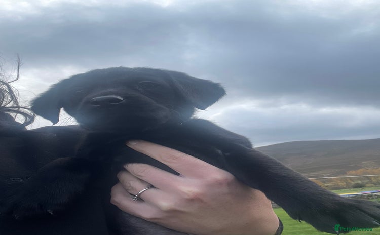 Springador dogs - Advert 13