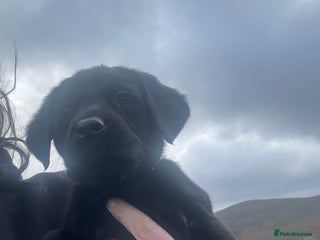 Springador dogs - Advert 1