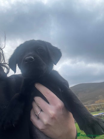 Springador dogs - Advert 1