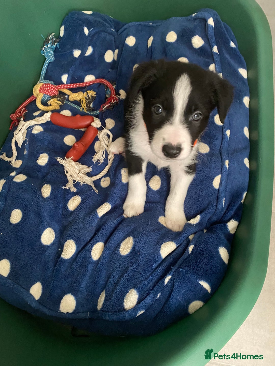 Border Collie dogs for sale: Border collie puppies  - Advert 12