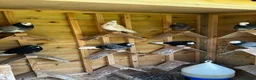 Pigeons birds for sale: Quality pigeons for sale  - Advert 2