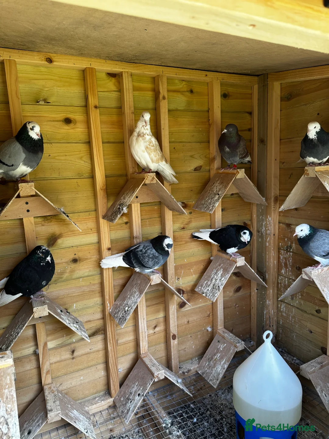 Pigeons birds for sale: Quality pigeons for sale  - Advert 2