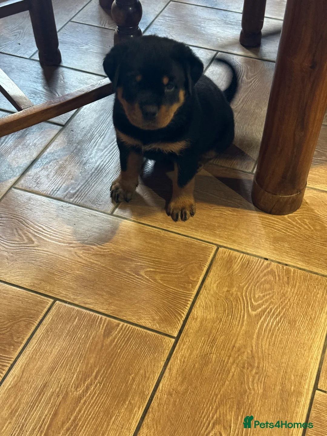 Rottweiler dogs for sale: Beautiful female Rottweiler  - Advert 4