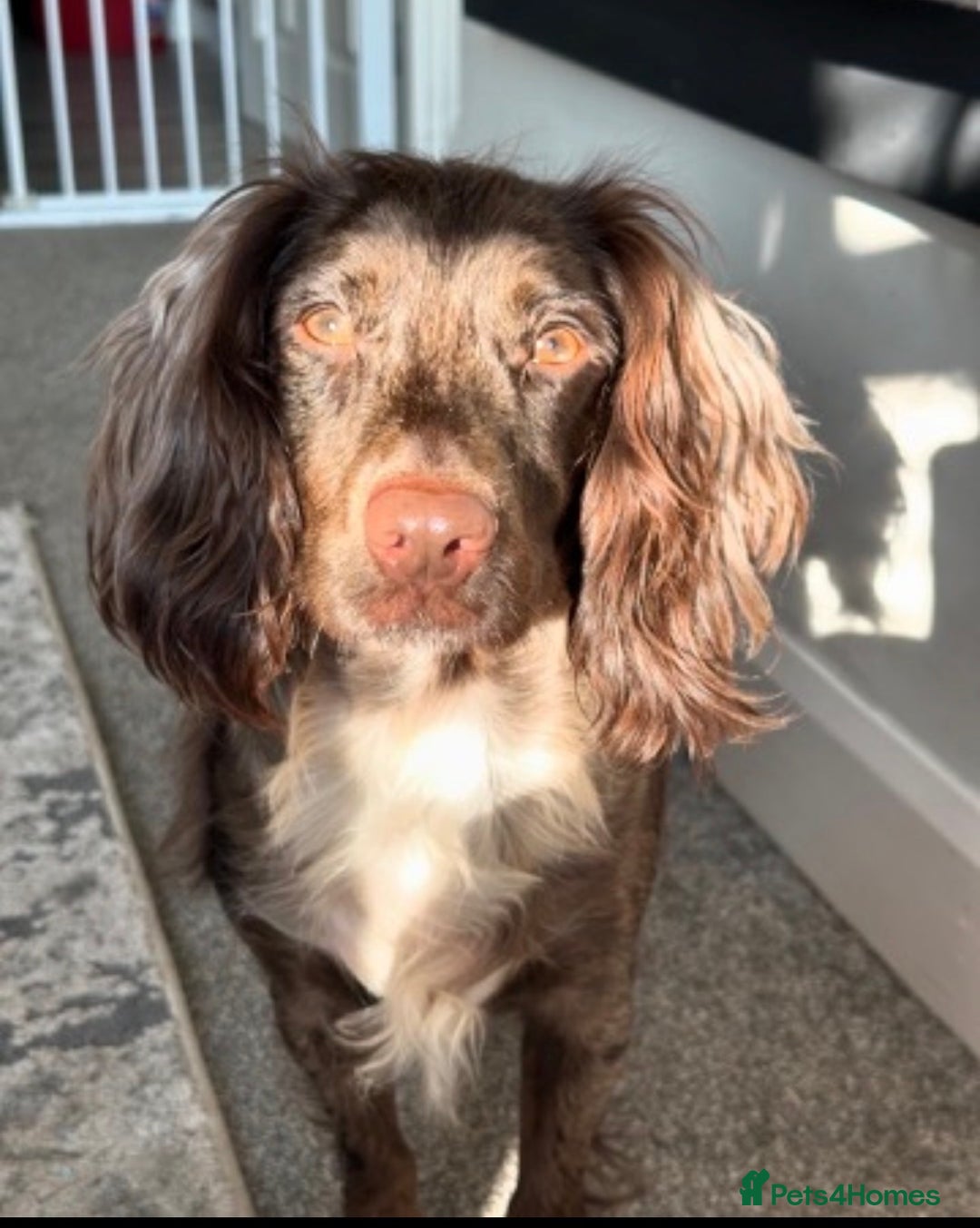 Cocker Spaniel dogs for sale: Female merle cocker spaniel  - Advert 3