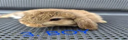 Mini Lop rabbits for sale: Adorable baby mini lop/ lion lop rabbits for sale - Advert 7