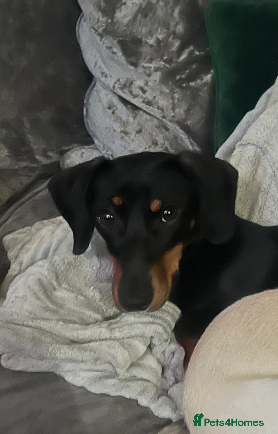 Miniature Dachshund dogs for sale: Very sad sale 2 yr miniature daschund  - Advert 2