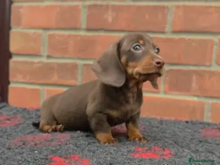 Miniature Dachshund dogs BEAUTIFUL MINIATURE DACHSHUNDS BOY - Advert 2