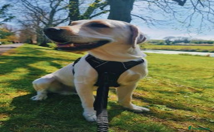 Labrador Retriever dogs - Advert 1