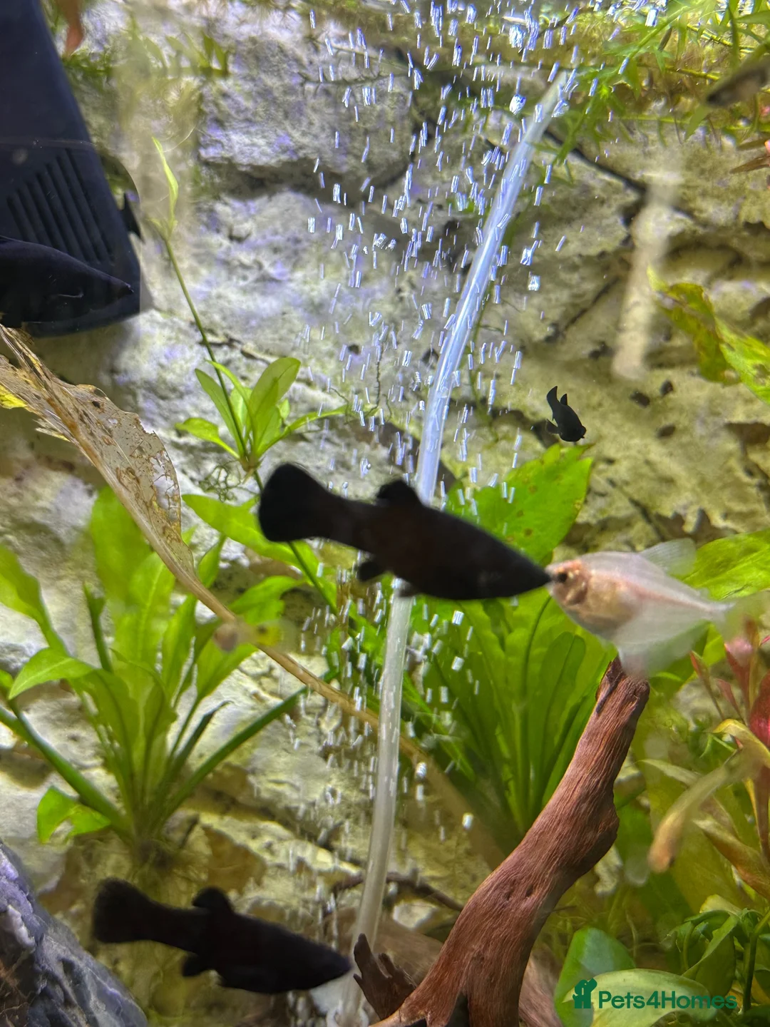 Mollies fish for sale: Mixed Sex Black Mollies in Elland - Advert 3