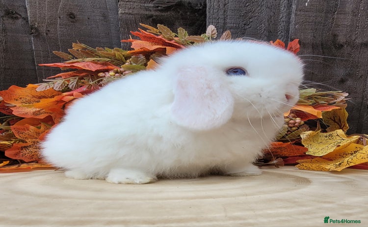 Mini Lop rabbits Stunning pure bred mini lops available.  - Advert 3