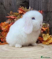 Mini Lop rabbits Stunning pure bred mini lops bunnies available. - Advert 7