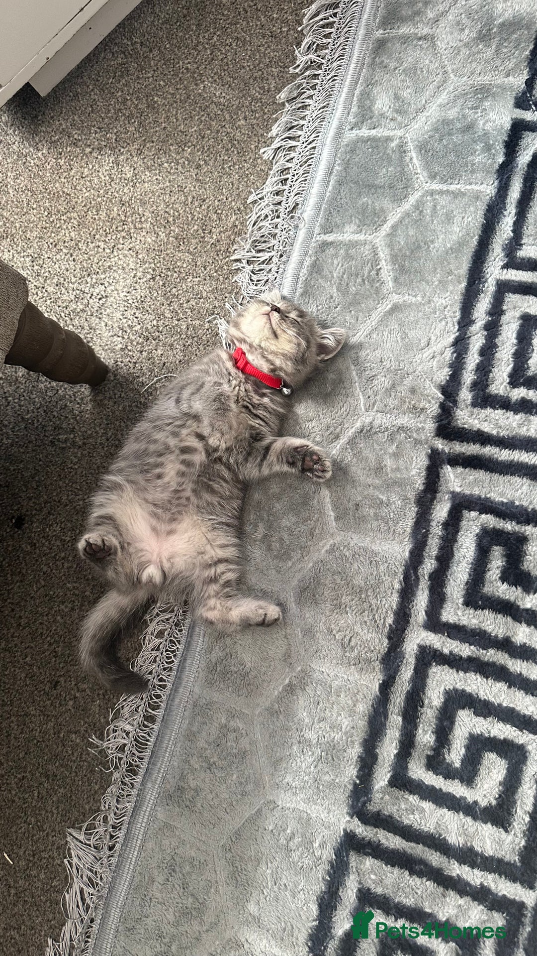 British Shorthair cats for sale: British short hair tabby coat  - Image 3