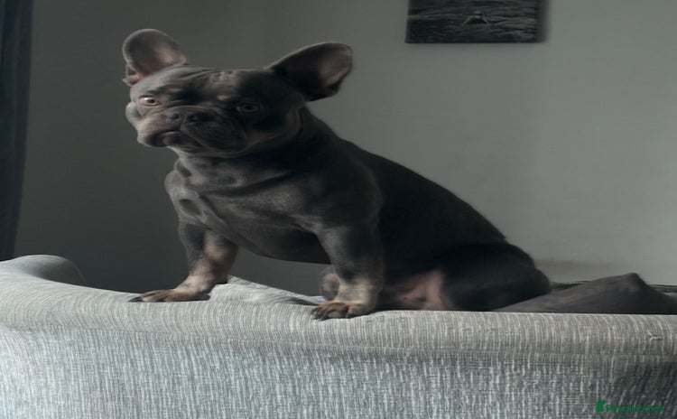 French Bulldog dogs - Advert 10