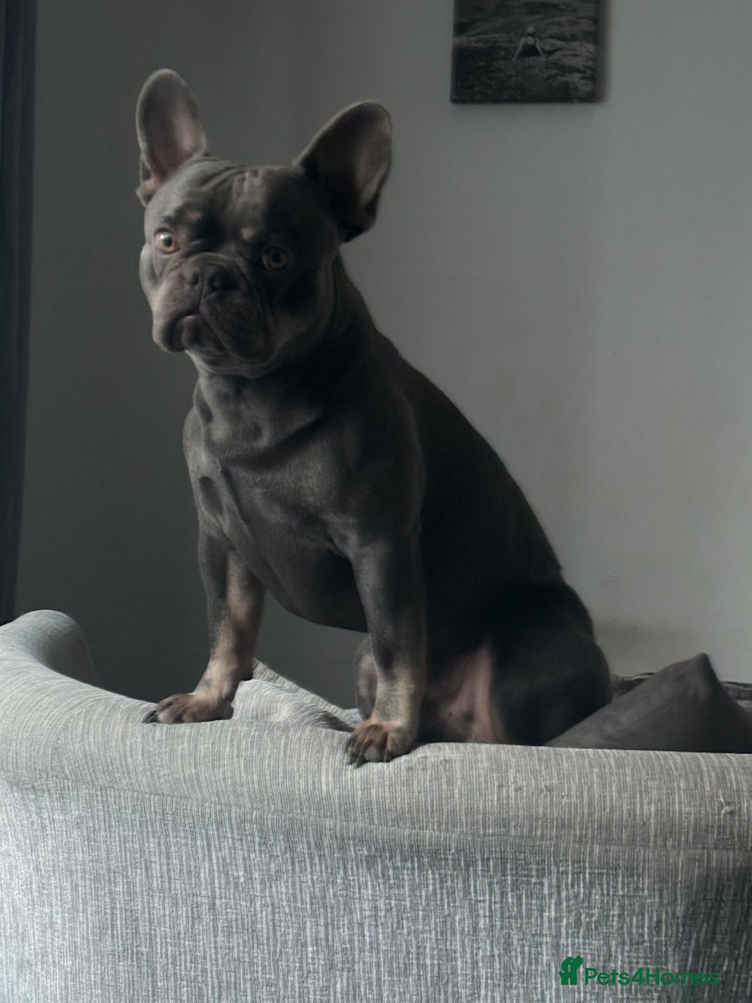 French Bulldog dogs for stud: Blue and Isabella French bulldog  - Image 1