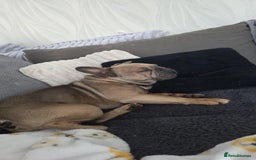 French Bulldog dogs for sale: Kenny - Image 2
