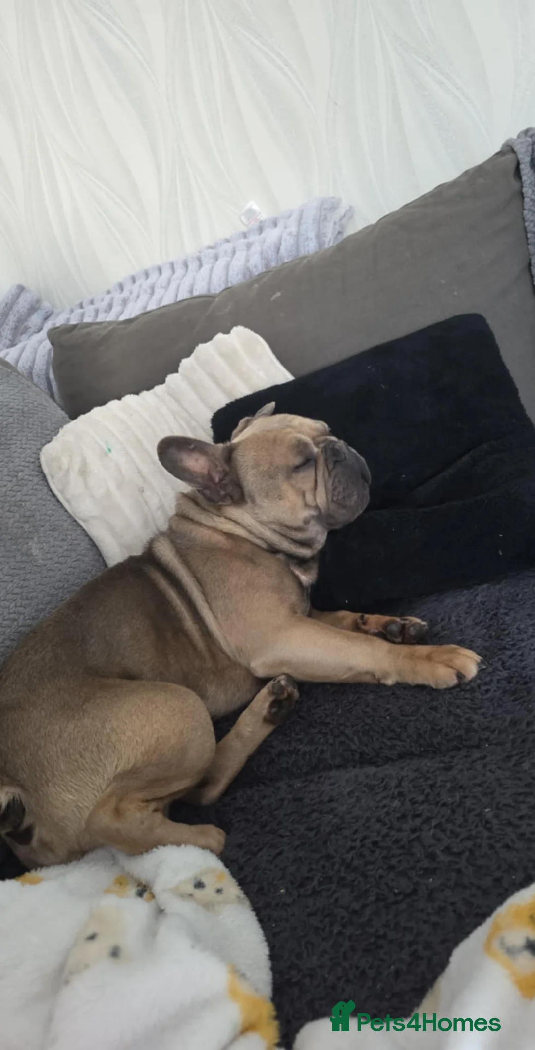 French Bulldog dogs for sale: Kenny - Advert 2