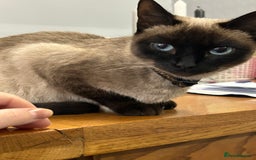 Siamese cats for sale: Siamese cross  - Image 1