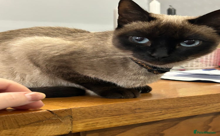 Siamese cats - Advert 1