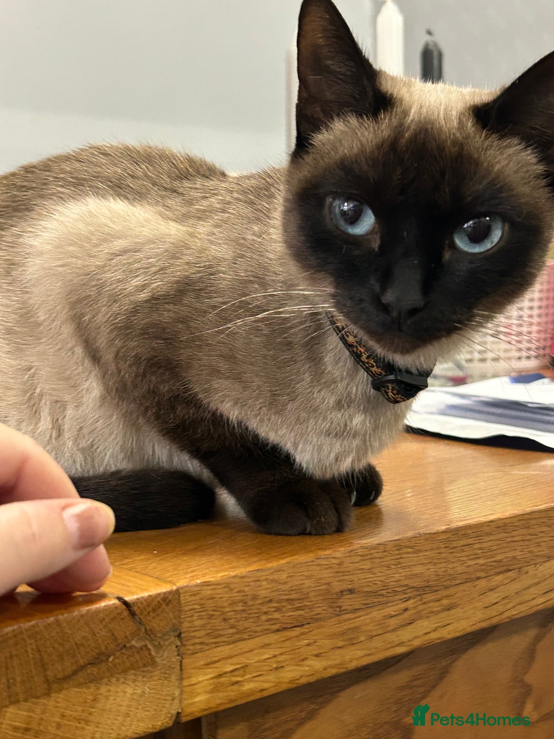 Siamese cats for sale: Siamese cross  - Image 1