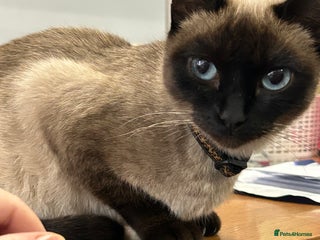 Siamese cats - Advert 1