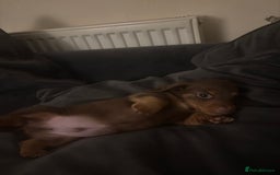 Dachshund dogs for sale: Chocolate tan dachshund  - Image 6