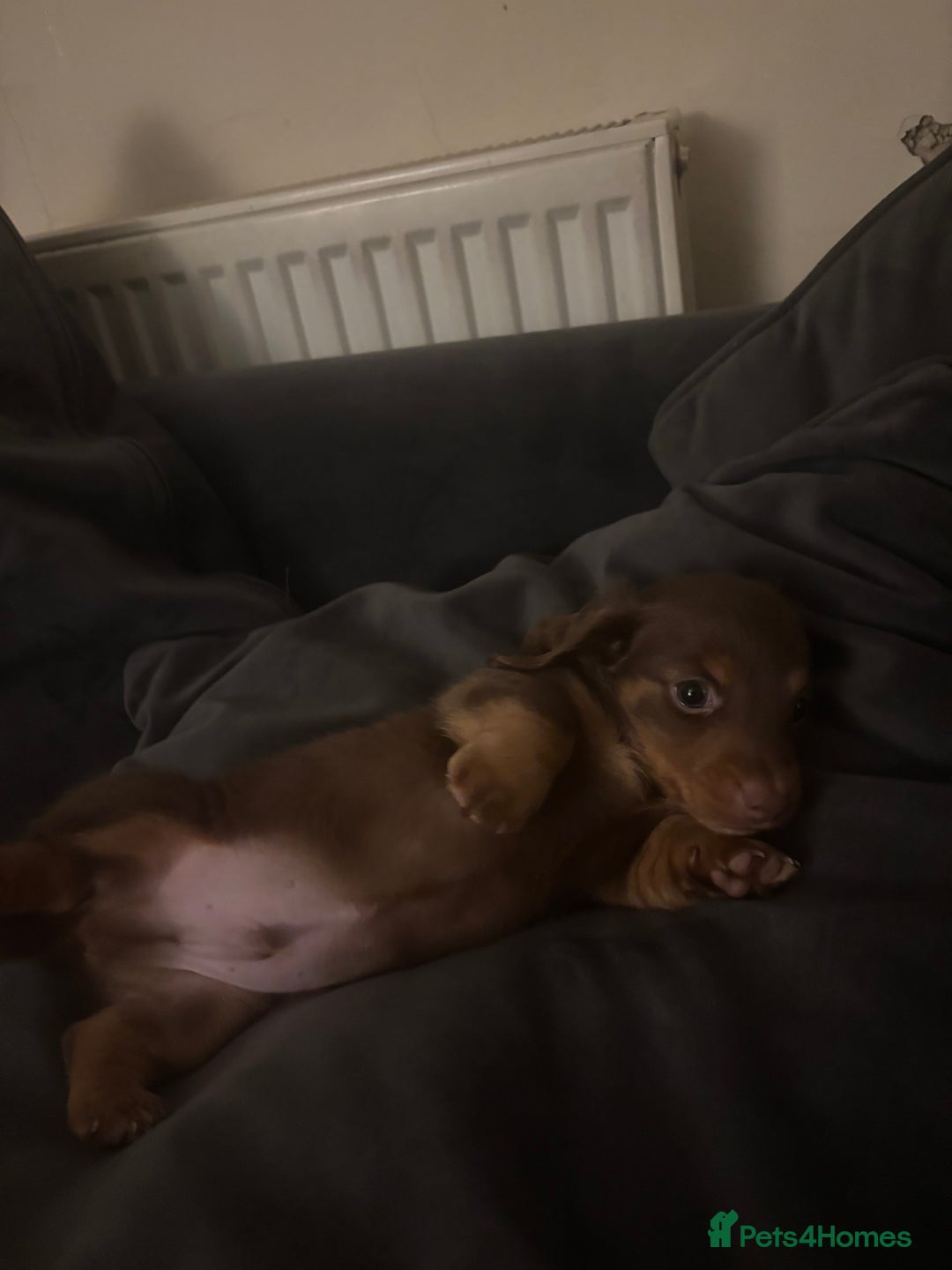 Dachshund dogs for sale: Chocolate tan dachshund  - Image 6